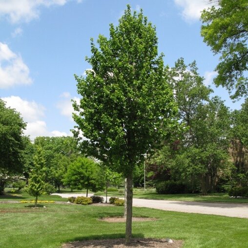 Boomhazelaar (Corylus colurna)